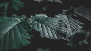 Preview wallpaper leaves, veins, close-up