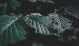 Preview wallpaper leaves, veins, close-up