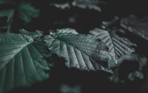 Preview wallpaper leaves, veins, close-up
