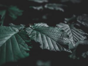 Preview wallpaper leaves, veins, close-up