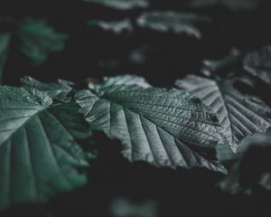 Preview wallpaper leaves, veins, close-up