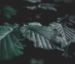Preview wallpaper leaves, veins, close-up