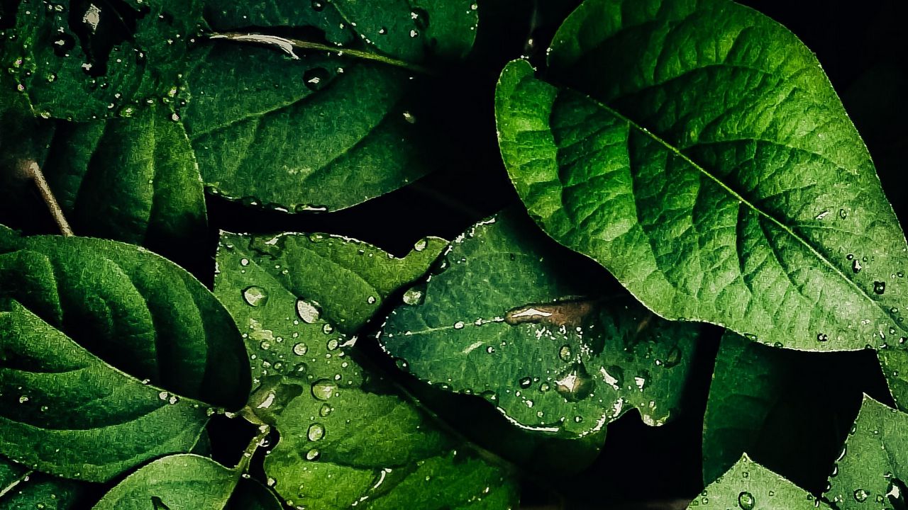 Wallpaper leaves, veins, drops, macro, water