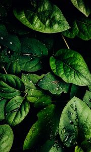 Preview wallpaper leaves, veins, drops, macro, water