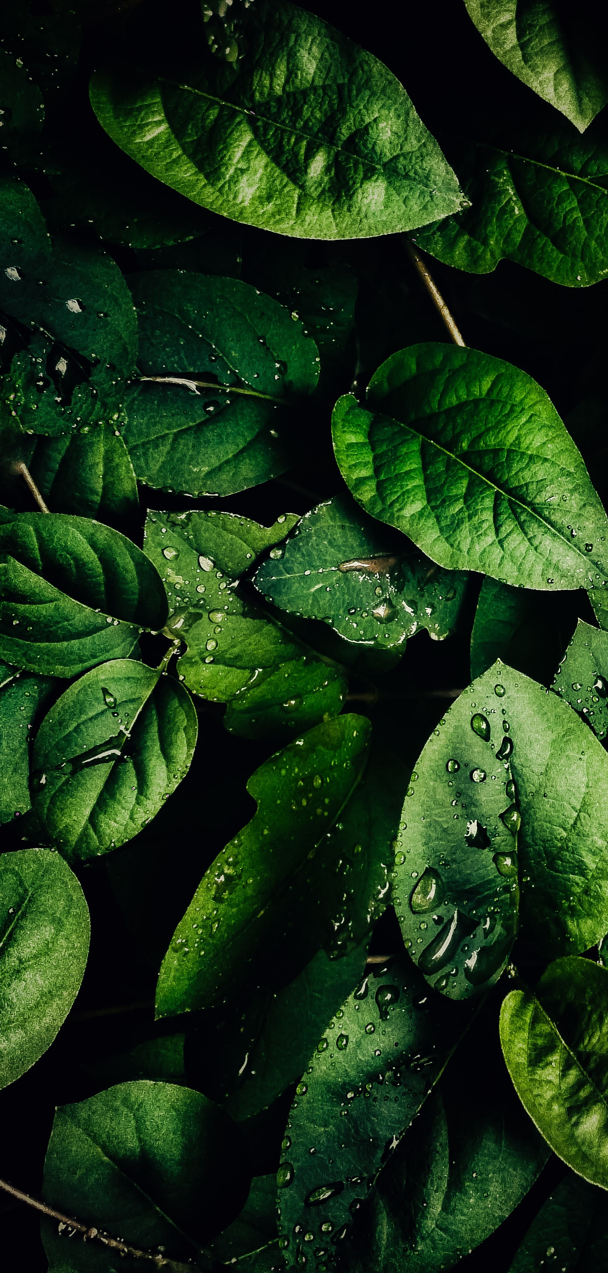 Download wallpaper 1966x4116 leaves, veins, drops, macro, water hd ...