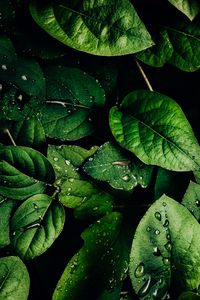 Preview wallpaper leaves, veins, drops, macro, water