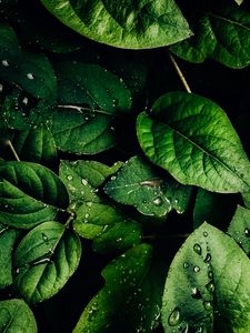 Preview wallpaper leaves, veins, drops, macro, water