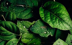 Preview wallpaper leaves, veins, drops, macro, water