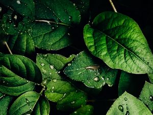 Preview wallpaper leaves, veins, drops, macro, water