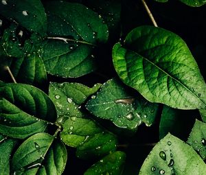 Preview wallpaper leaves, veins, drops, macro, water