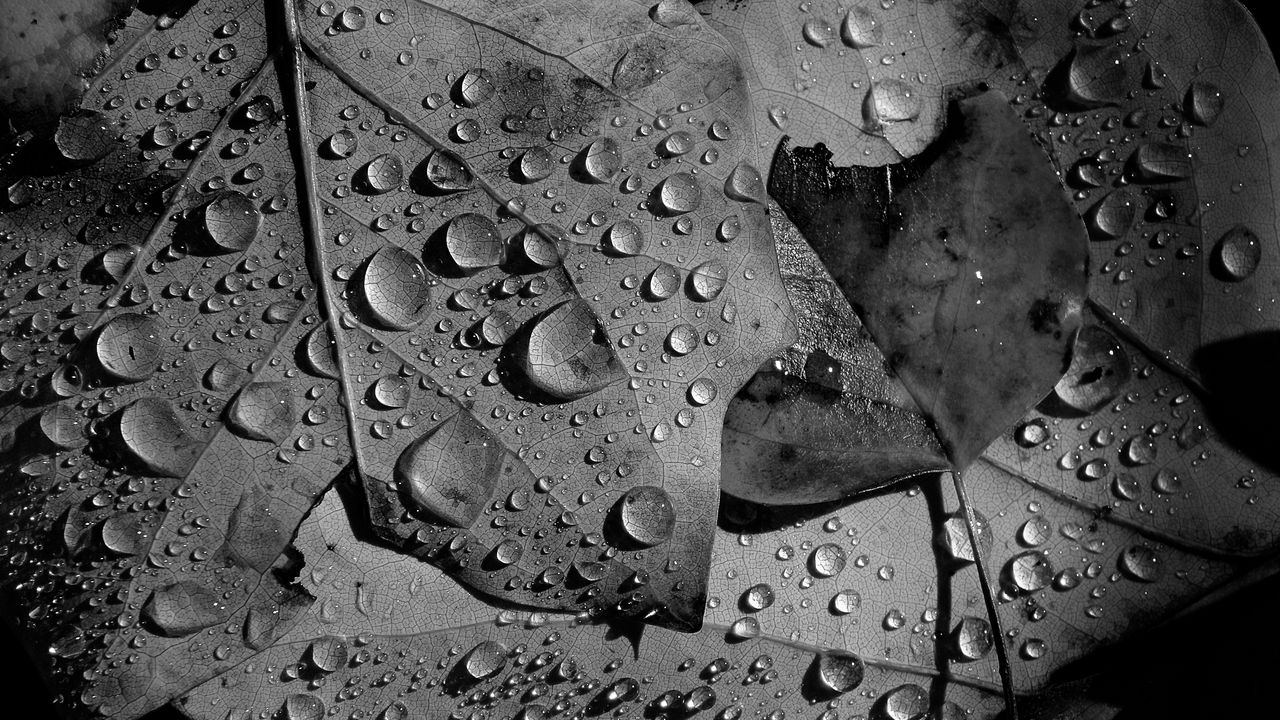 Wallpaper leaves, veins, drops, macro, black and white