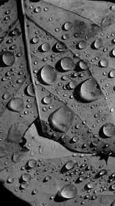 Preview wallpaper leaves, veins, drops, macro, black and white
