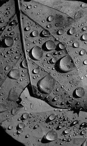 Preview wallpaper leaves, veins, drops, macro, black and white