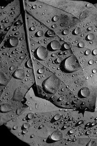Preview wallpaper leaves, veins, drops, macro, black and white