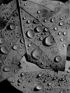 Preview wallpaper leaves, veins, drops, macro, black and white