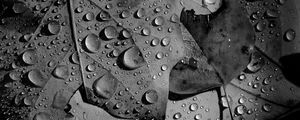 Preview wallpaper leaves, veins, drops, macro, black and white
