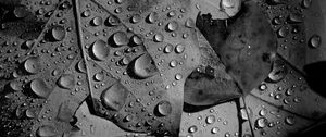 Preview wallpaper leaves, veins, drops, macro, black and white