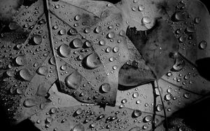 Preview wallpaper leaves, veins, drops, macro, black and white