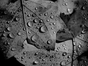 Preview wallpaper leaves, veins, drops, macro, black and white