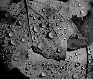 Preview wallpaper leaves, veins, drops, macro, black and white