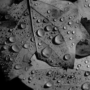 Preview wallpaper leaves, veins, drops, macro, black and white