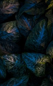 Preview wallpaper leaves, veins, glossy, macro, dark