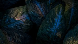 Preview wallpaper leaves, veins, glossy, macro, dark