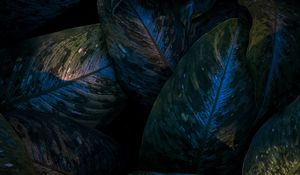 Preview wallpaper leaves, veins, glossy, macro, dark