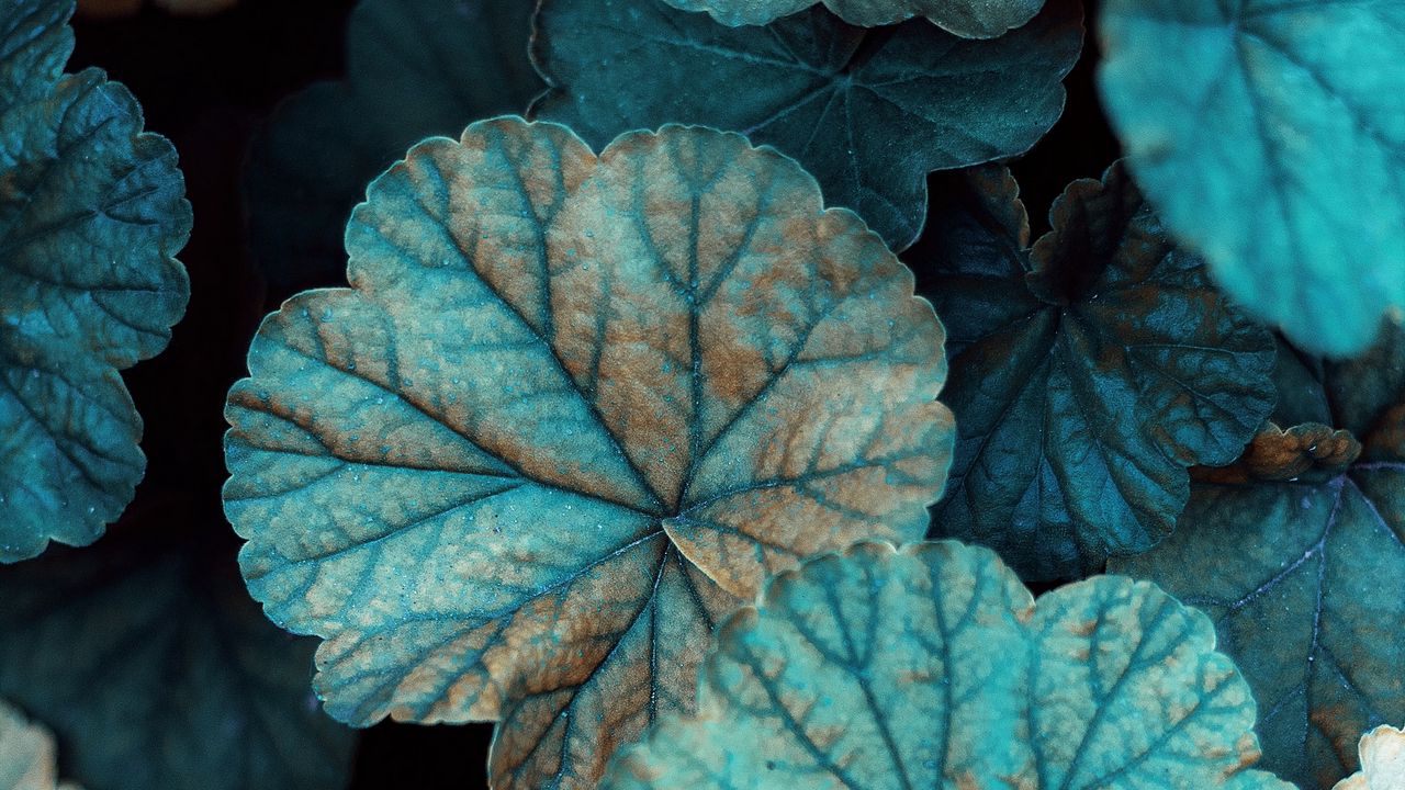 Wallpaper leaves, veins, grass, plant
