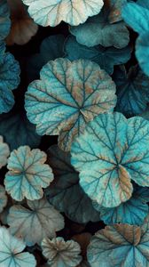 Preview wallpaper leaves, veins, grass, plant