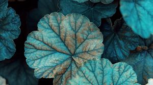 Preview wallpaper leaves, veins, grass, plant