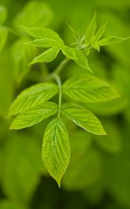 Preview wallpaper leaves, veins, green, macro, blur, nature