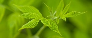 Preview wallpaper leaves, veins, green, macro, blur, nature