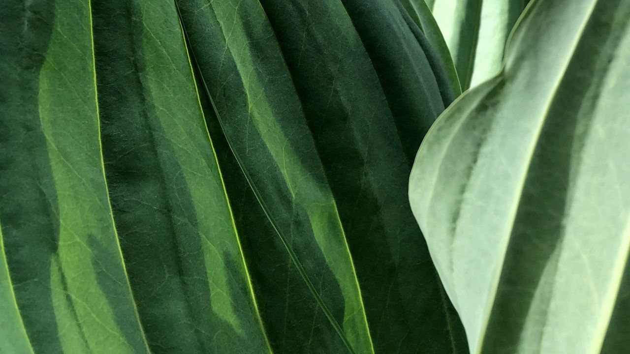 Wallpaper leaves, veins, green, macro, shadow