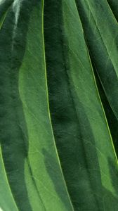 Preview wallpaper leaves, veins, green, macro, shadow