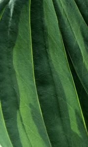 Preview wallpaper leaves, veins, green, macro, shadow