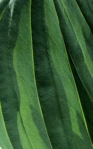 Preview wallpaper leaves, veins, green, macro, shadow