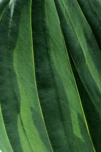 Preview wallpaper leaves, veins, green, macro, shadow