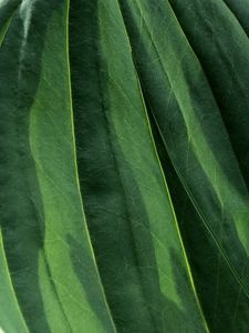 Preview wallpaper leaves, veins, green, macro, shadow