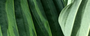 Preview wallpaper leaves, veins, green, macro, shadow