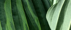 Preview wallpaper leaves, veins, green, macro, shadow