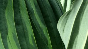 Preview wallpaper leaves, veins, green, macro, shadow