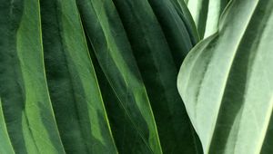 Preview wallpaper leaves, veins, green, macro, shadow
