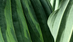 Preview wallpaper leaves, veins, green, macro, shadow