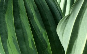 Preview wallpaper leaves, veins, green, macro, shadow