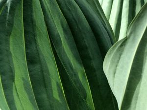 Preview wallpaper leaves, veins, green, macro, shadow