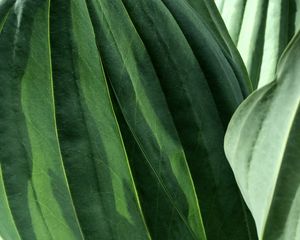 Preview wallpaper leaves, veins, green, macro, shadow