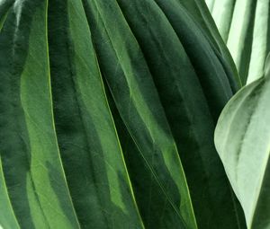 Preview wallpaper leaves, veins, green, macro, shadow