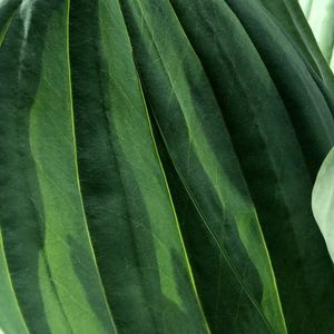 Preview wallpaper leaves, veins, green, macro, shadow