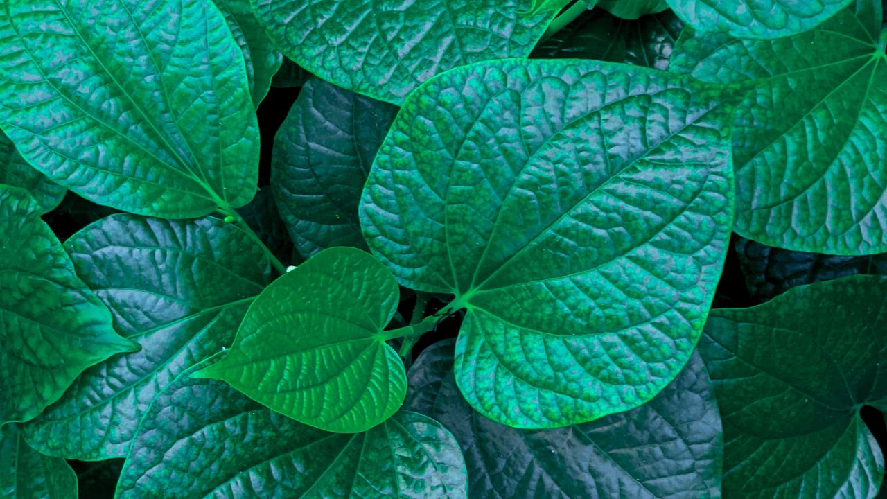 Wallpaper leaves, veins, green, macro